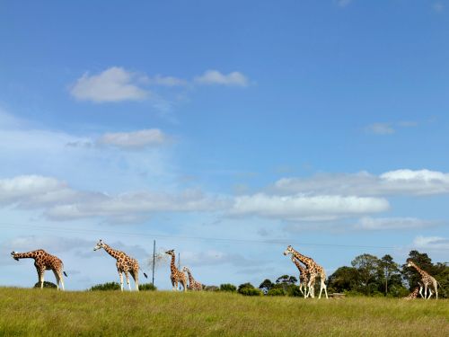 Fota Island Wildlife Park, Cork_master