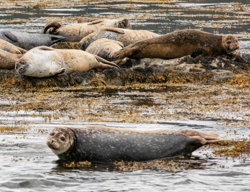 Colony of seals on Kenmare Bay, Co Kerry_master