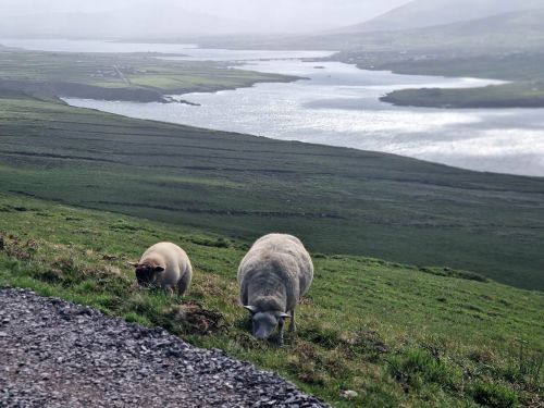 Sheep, Bray Head, Trail, Valentia Island, Iveragh Peninsula, Co Kerry_master