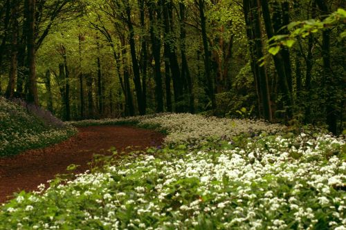 Rossmore Forest Park Co_master