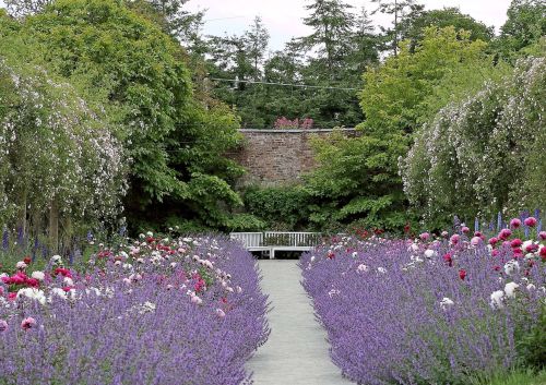 The Peony Walk