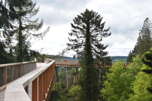 Avondale Treetop Walk, Co Wicklow_master